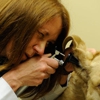 Rogue Valley Veterinary Hospital PC gallery