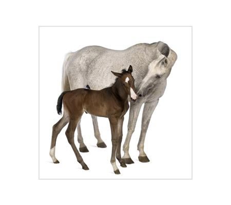 Valley Vet Mackay - Mackay, QLD