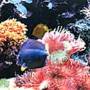 Aquarium Imports - Aquariums & Aquarium Supplies