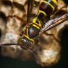 Countryside Pest Control Inc gallery