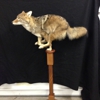 Trophy Elite Taxidermy gallery