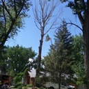 Quality Tree Service - Tree Service