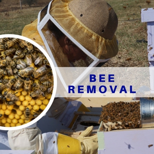 American Pest Solutions - Boynton Beach, FL. Bee infestation can be dangerous to your family, for this reason our treatments for bee removal are the solution to put your home in safe