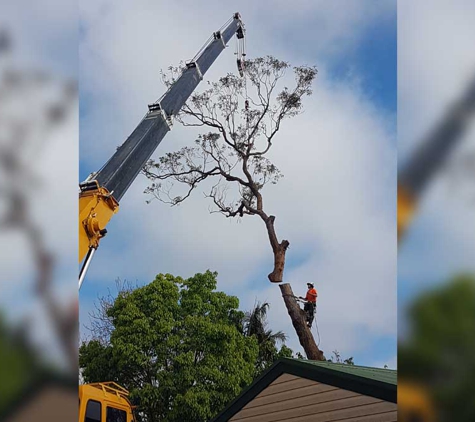 Tree Central - Ourimbah, NSW. Our Staff Are Experienced