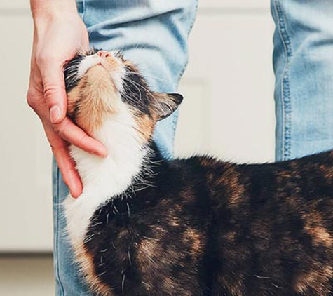 Passionate Paws Veterinary Surgery - Pialba, QLD