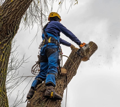 JH Tree Service & Landscaping