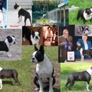 Freedom Dog School & Boarding Kennel - Home of Freedom Boston Terriers - Pet Breeders
