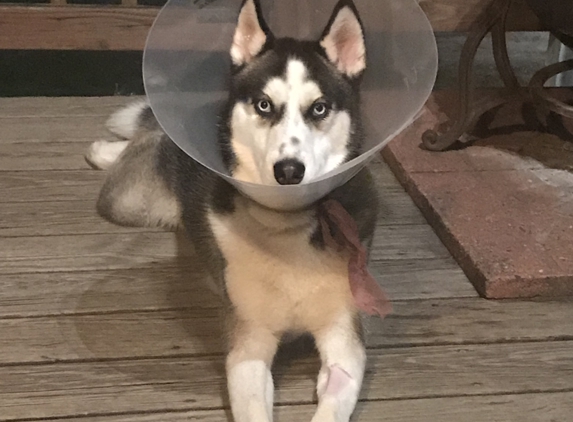 Greenfield Animal Hospital - Greenfield Center, NY. Axel a content boy