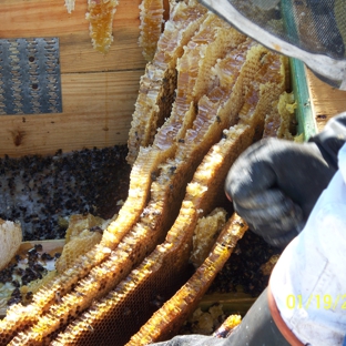 Affordable Bee Removal Service - Fort Pierce, FL