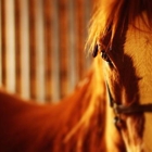 Autumn Creek Stables Riding Academy