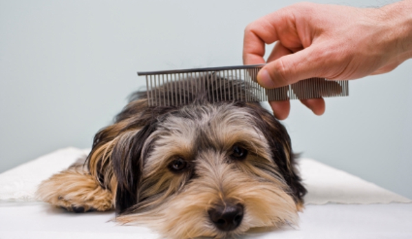 On the spot - In your home pet grooming - Auburn, MA