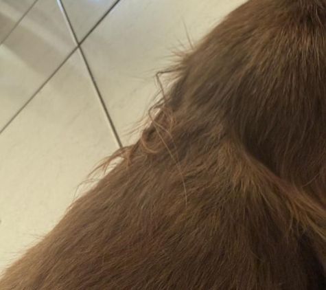 LIMElight Pet Salon - Buddina, QLD