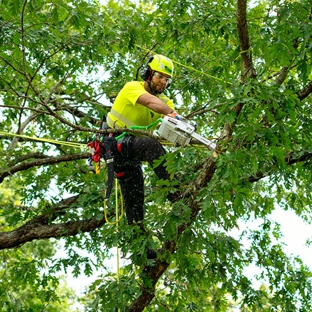 Bartlett Tree Experts - Portsmouth, NH - Dover, NH