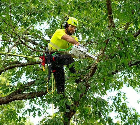 Bartlett Tree Experts - San Marcos, TX - San Marcos, TX