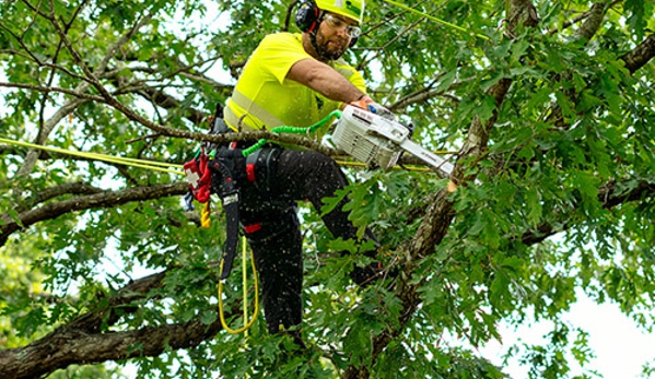 Bartlett Tree Experts - Los Angeles, CA