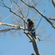 All Season Tree Care