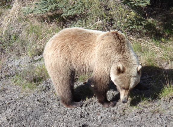 Taylor Made Travel llc - Morganton, NC. close encounters with wildlife on the Tundra Tour on a Princess cruise-tour