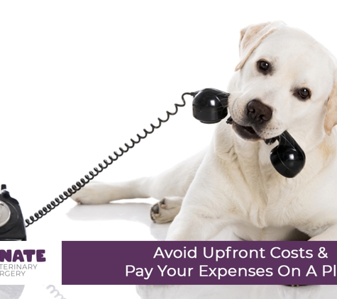Passionate Paws Veterinary Surgery - Pialba, QLD. Avoid Upfront Costs & Pay Your Expenses On A Plan