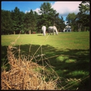 Farm By The River B & B with Stables - Bed & Breakfast & Inns