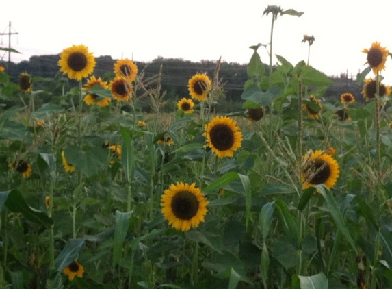 Sunshine Farm - Sherborn, MA