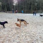 Marymoor Off-Leash Dog Park