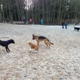 Marymoor Off-Leash Dog Park