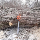 Fellers Tree Removal