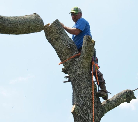 Scott's Stump and Tree Removal - Lagrange, GA