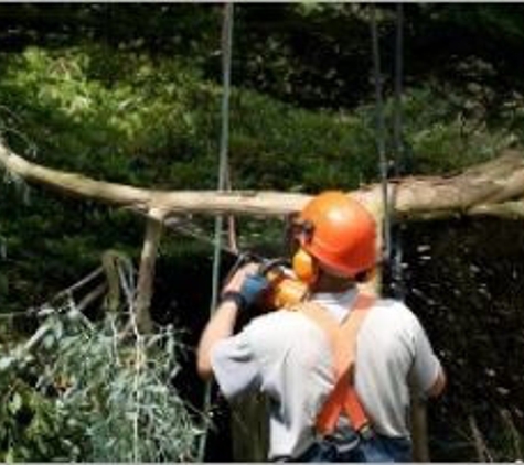 D C Culley Tree Service - Pittsburgh, PA