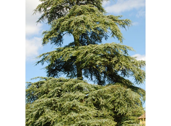 Ballarat Tree Fella - Delacombe, VIC