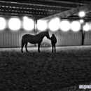 Pahgre Ranch L.L.C. - Horse Boarding