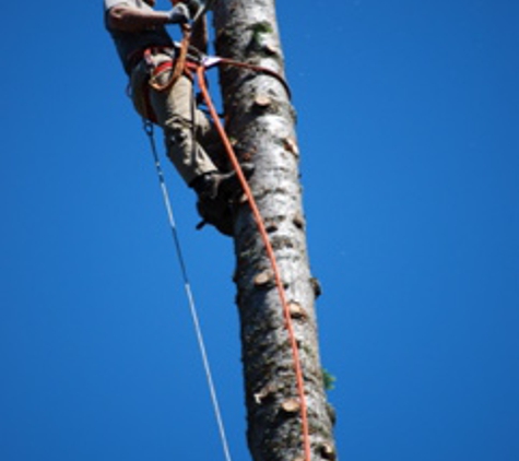 Kiwi Tree Service - Bellingham, WA