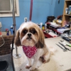 Pawsitive Touch Grooming gallery