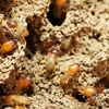 State  Termite & Pest Control gallery