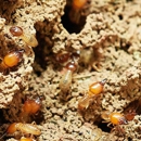 State  Termite & Pest Control - Pest Control Services