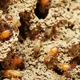 State Termite & Pest Control