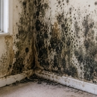 Neptune Mold Solutions