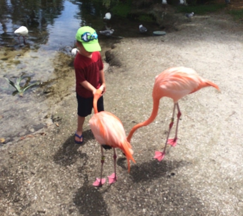 Sarasota Jungle Gardens - Sarasota, FL