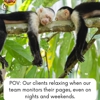 100th Monkey gallery