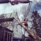 Splintered Forest Tree Services