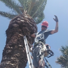 Johnny's palm & tree svc