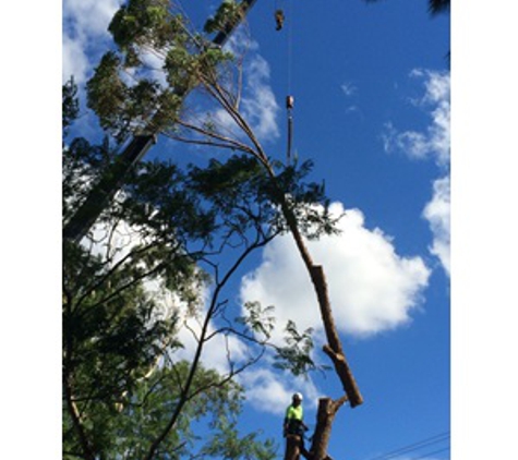 Newcastle Tree Care - Waratah, NSW. Free quotes. Newcastle and All Suburbs