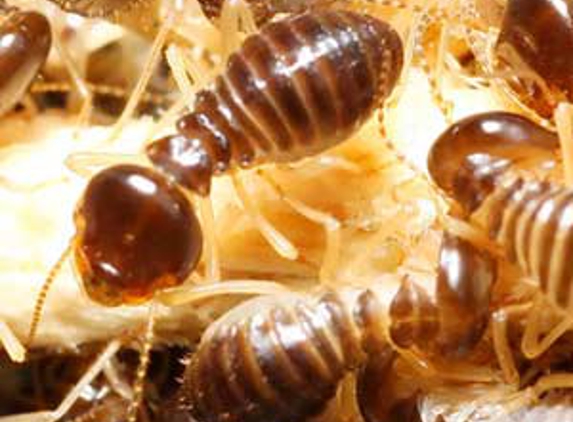 South West Pest Control