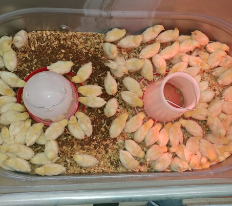 Tractor Supply Co - Elkin, NC. These chicks have been here for 3 weeks almost and they have not changed bedding or gave food or water as you can see both dry.