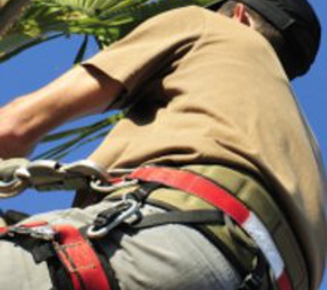 Bay City Tree Service - Saint Petersburg, FL