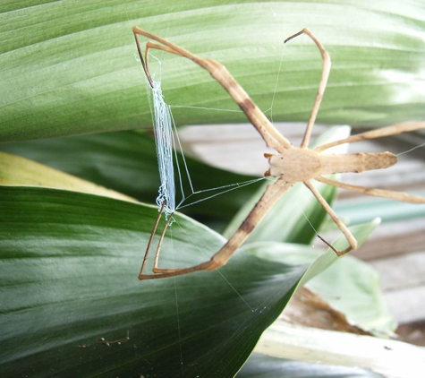 Systems Pest Management Pty Ltd