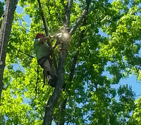 Ace's Tree Service Inc. - Fredericksburg, VA