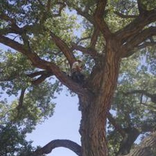 Antonio's Tree Service - Albuquerque, NM