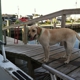 Miss Hatteras