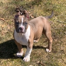 Bobo's Best Kennels - Pet Boarding & Kennels